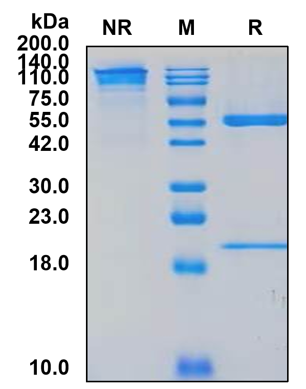 Anti-FSH alpha & FSH beta Rabbit mAb（6A11）